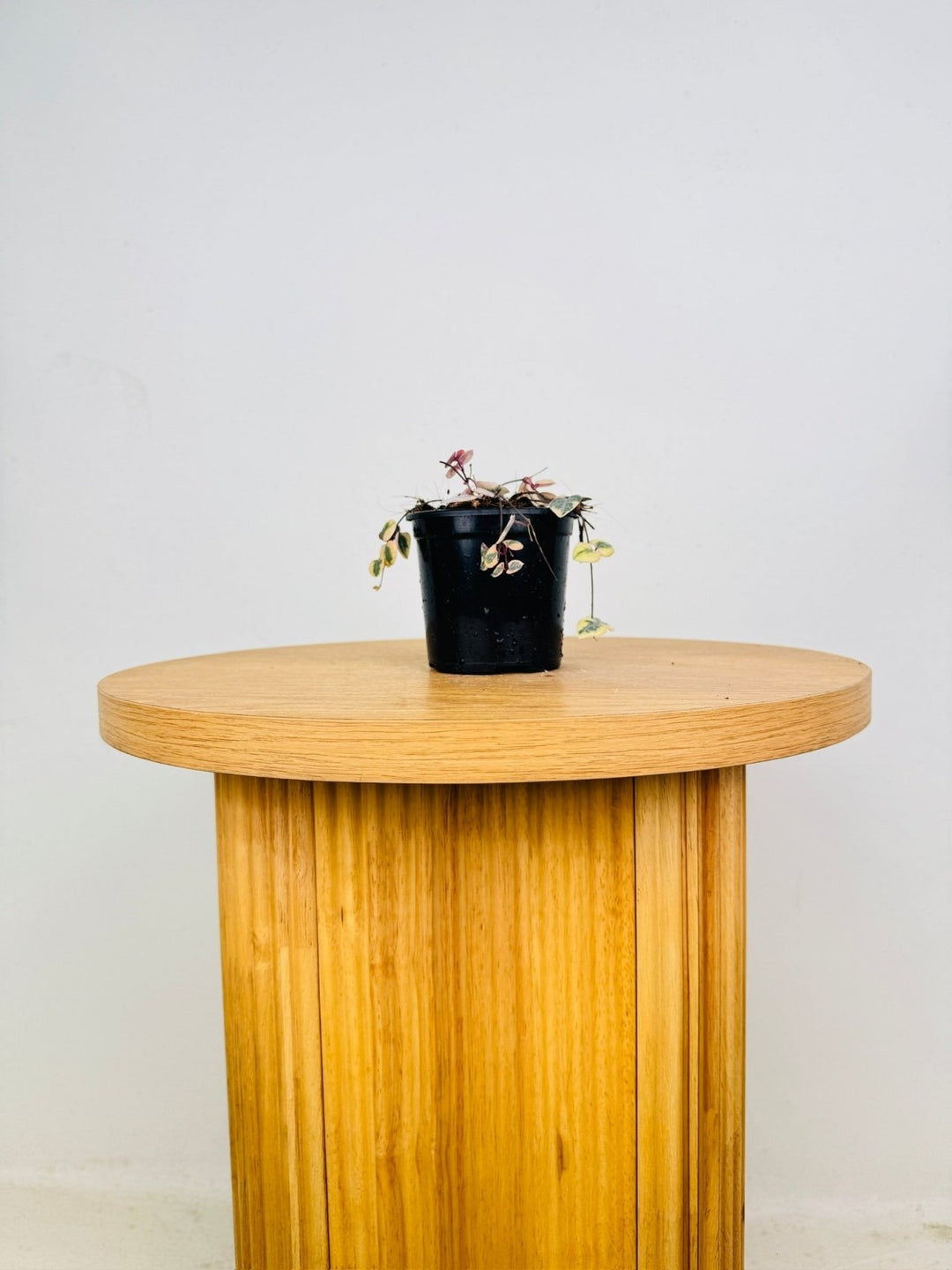 Ceropegia Woodi - Chain Of Hearts - Variegated | Uprooted