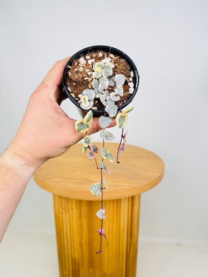 Ceropegia Woodi - Chain Of Hearts - Variegated | Uprooted