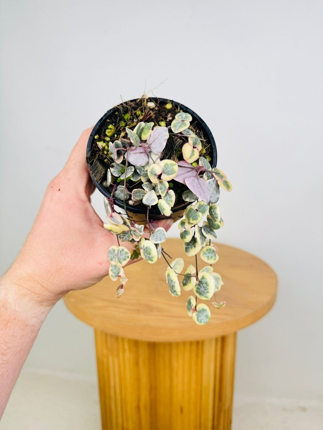 Ceropegia Woodi - Chain Of Hearts - Variegated | Uprooted