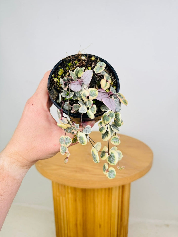Ceropegia Woodi - Chain Of Hearts - Variegated | Uprooted
