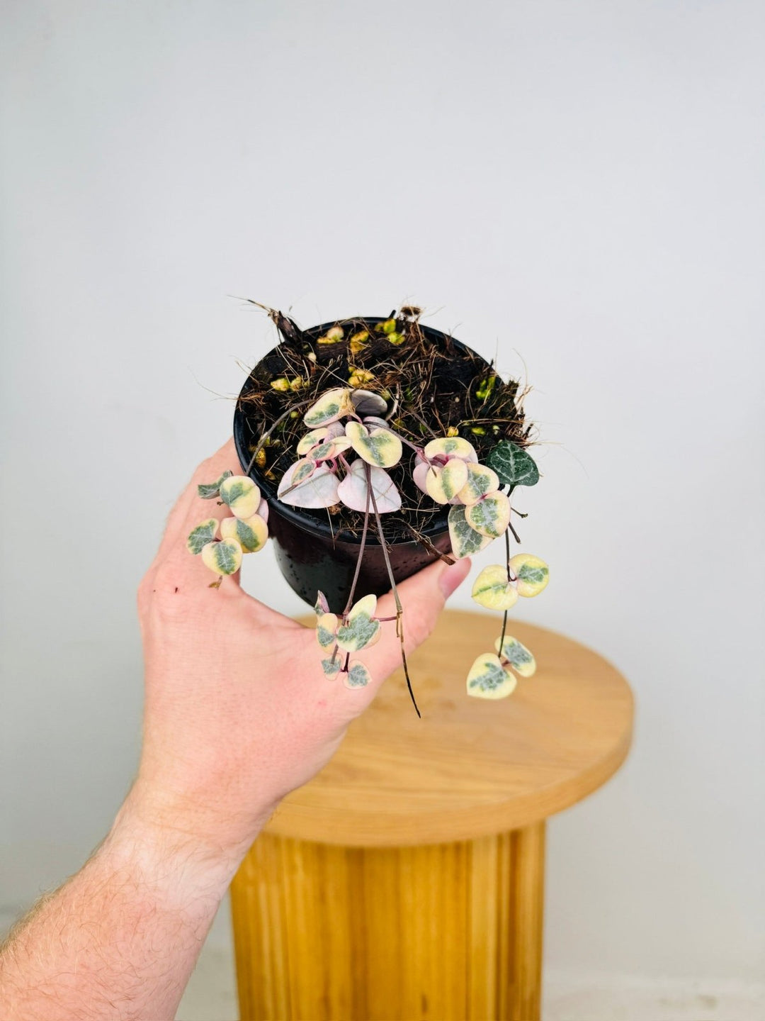 Ceropegia Woodi - Chain Of Hearts - Variegated | Uprooted