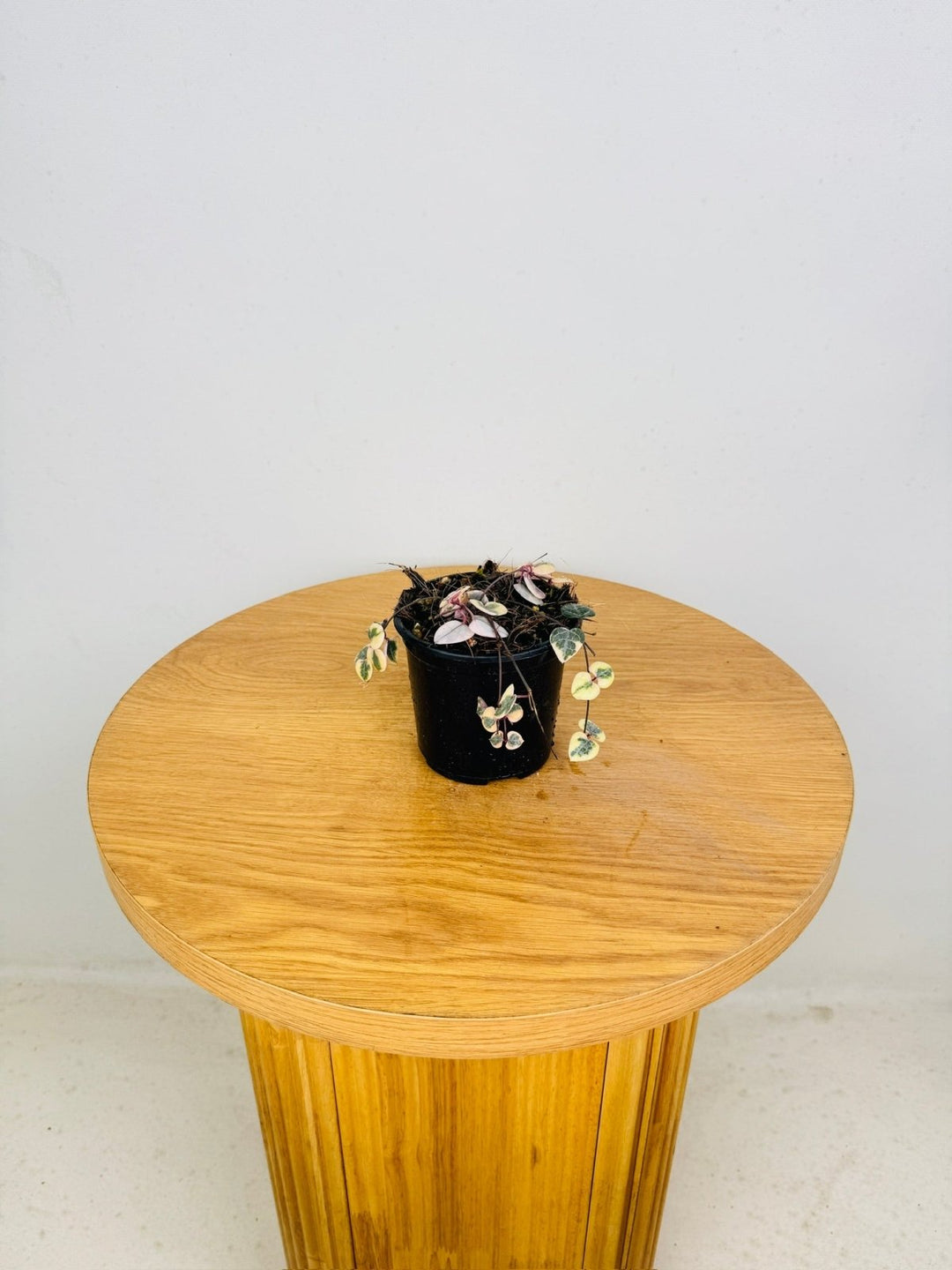 Ceropegia Woodi - Chain Of Hearts - Variegated | Uprooted