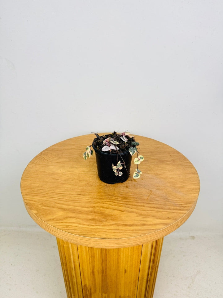 Ceropegia Woodi - Chain Of Hearts - Variegated | Uprooted