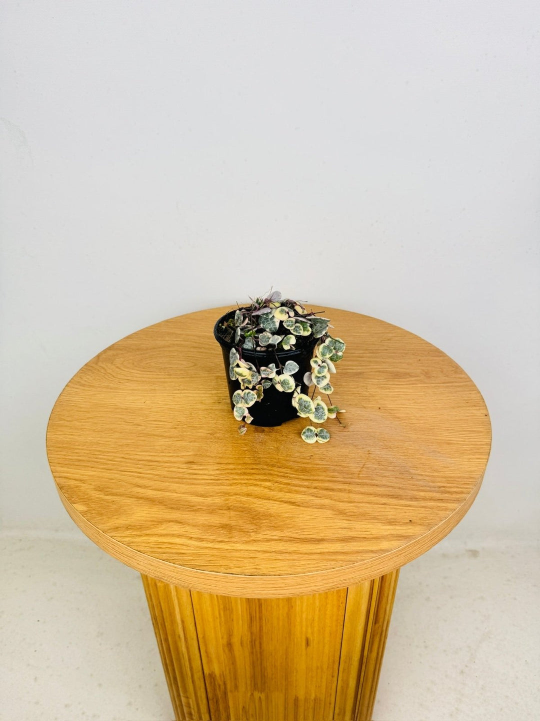 Ceropegia Woodi - Chain Of Hearts - Variegated | Uprooted