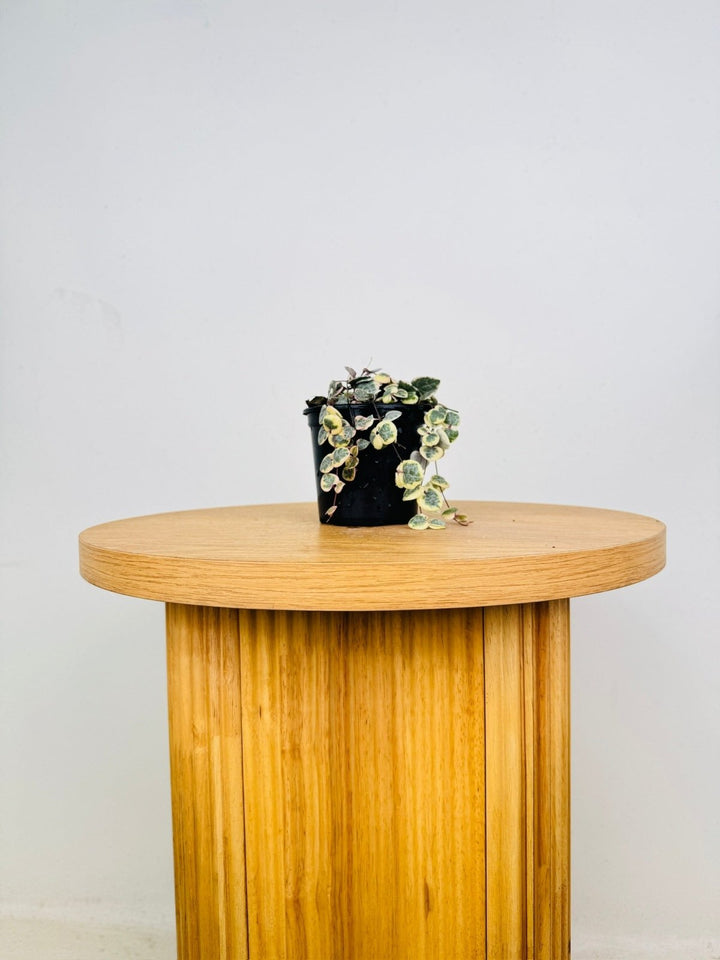 Ceropegia Woodi - Chain Of Hearts - Variegated | Uprooted