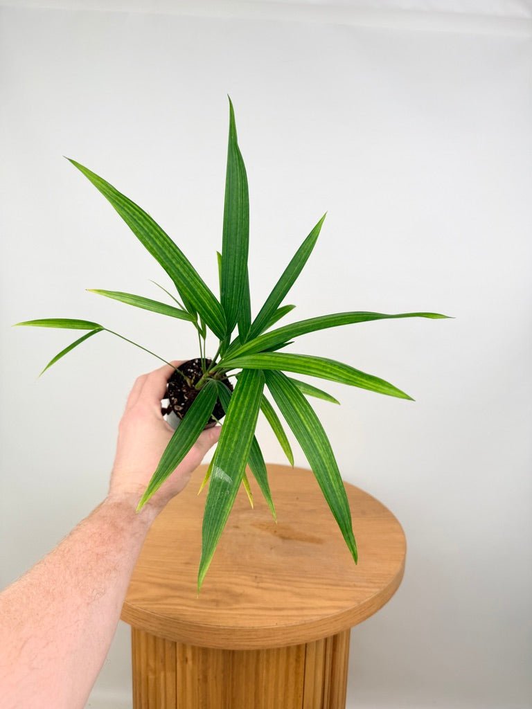 red palm indoor plant Cyrtostachys Renda - Red Lipstick Palm | Uprooted