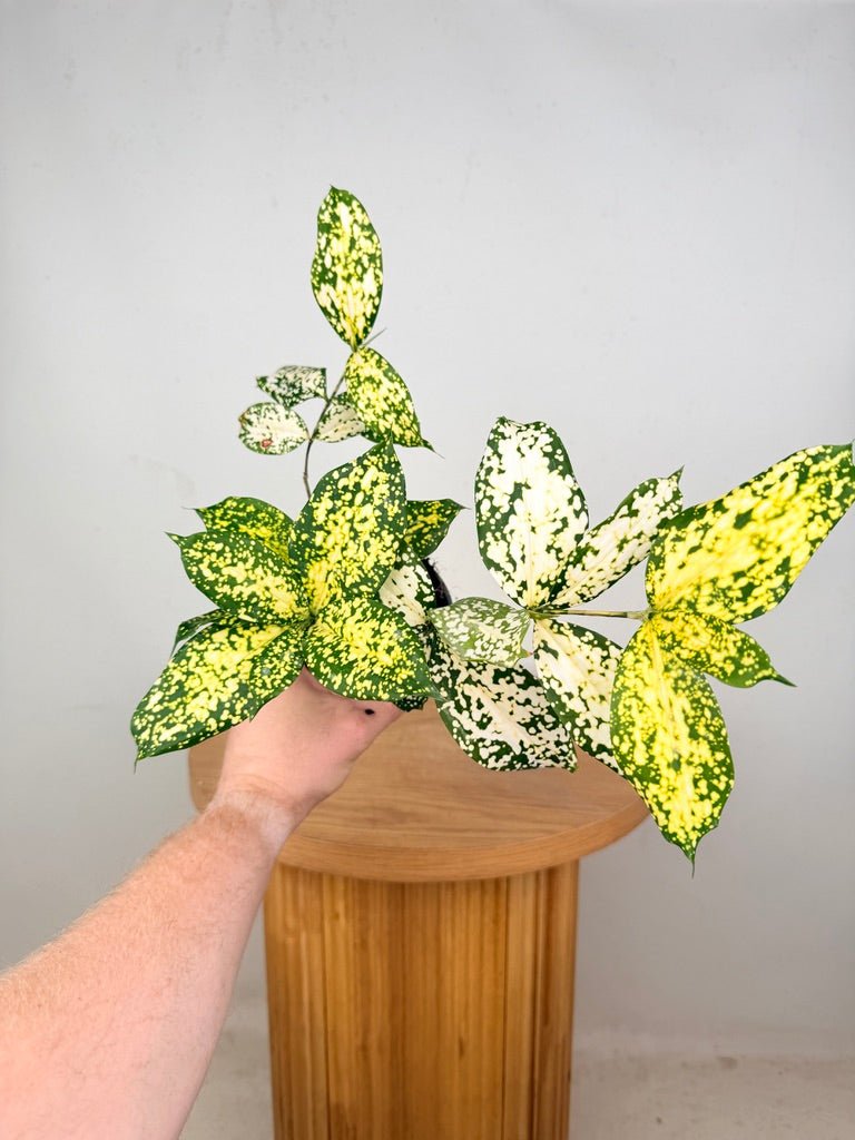 dracaena surculosa benefits Dracaena Surculosa - Florida Beauty | Uprooted