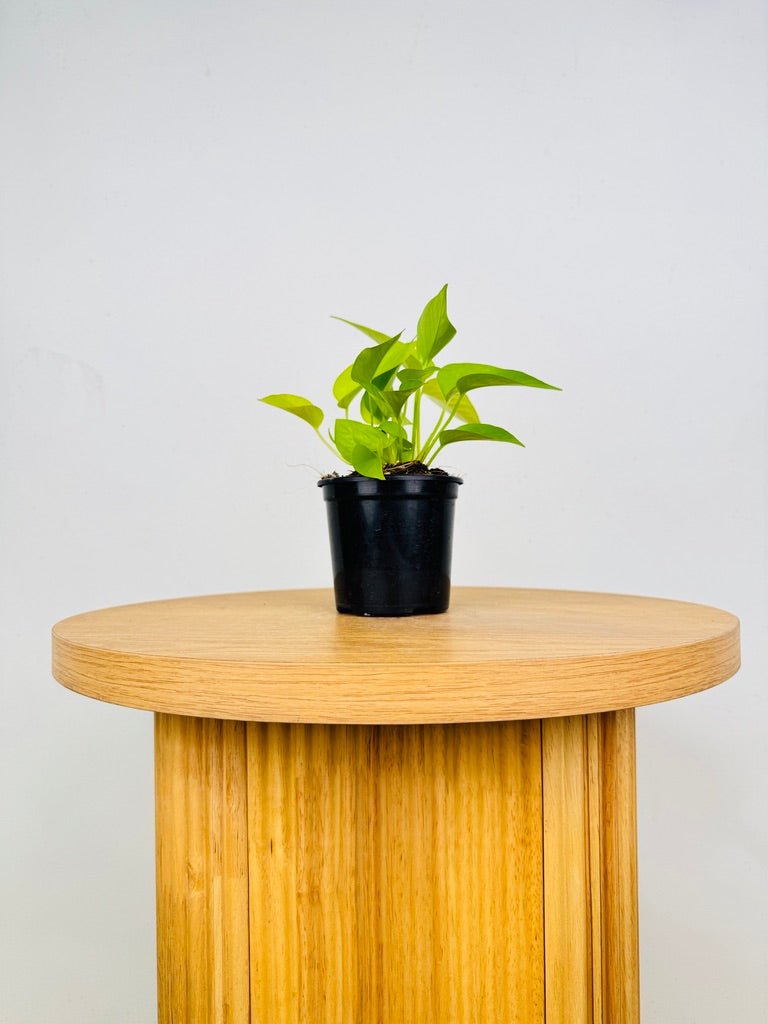 Epipremnum Aureum - Goldilocks | Uprooted