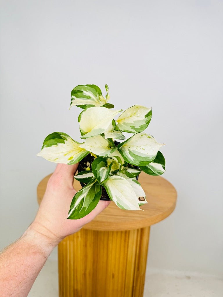 manjula pothos australia Epipremnum Aureum - Manjula | Uprooted