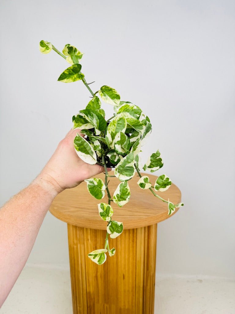indoor plants australia online Epipremnum Aureum - Pearls & Jade | Uprooted