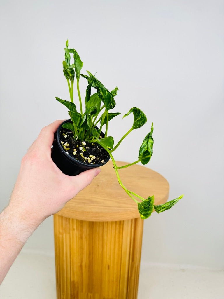 philodendron shangri la variegated Epipremnum Aureum - Shangri La Variegated | Uprooted
