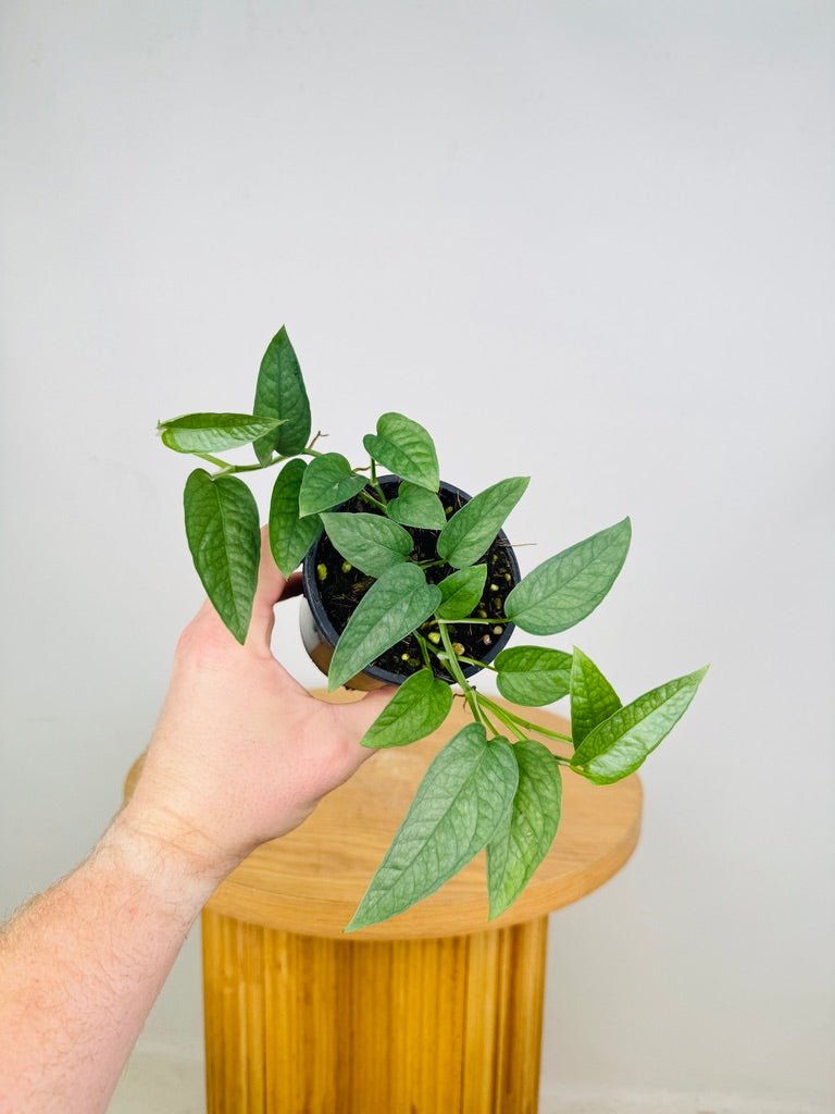 philodendron cebu blue epipremnum pinnatum Epipremnum Pinnatum Cebu Blue | Uprooted