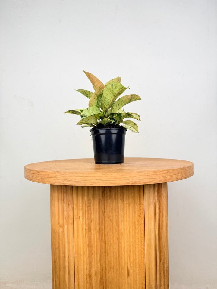 Ficus Elastica - Shivereana | Uprooted