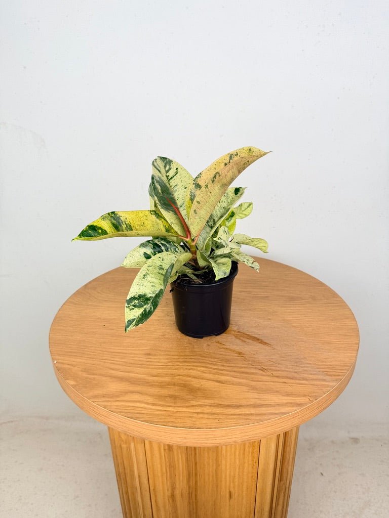 Ficus Elastica - Shivereana | Uprooted