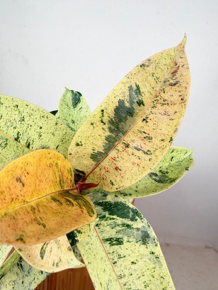 Ficus Elastica - Shivereana | Uprooted