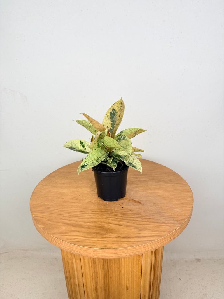 Ficus Elastica - Shivereana | Uprooted