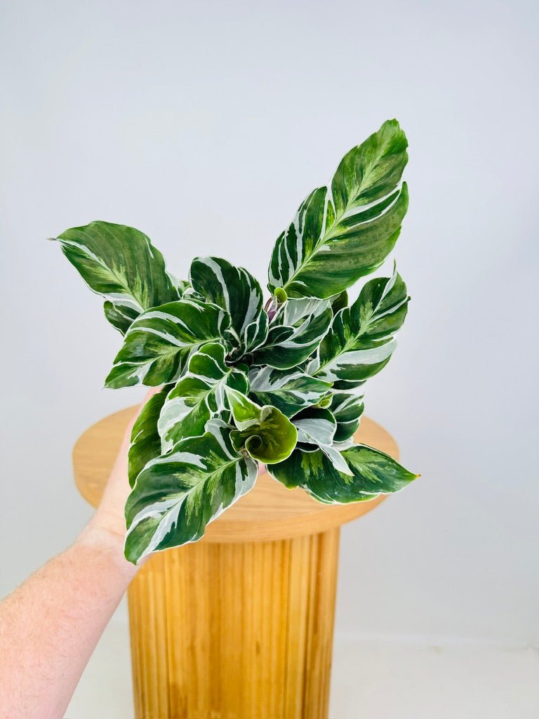 dracaena deremensis warneckii Buy Dracaena Warneckii White Jewel main image 0