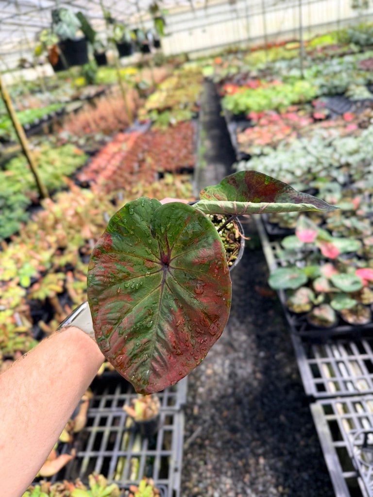 Handpicked 43 - Caladium Bicolor NOID | Uprooted