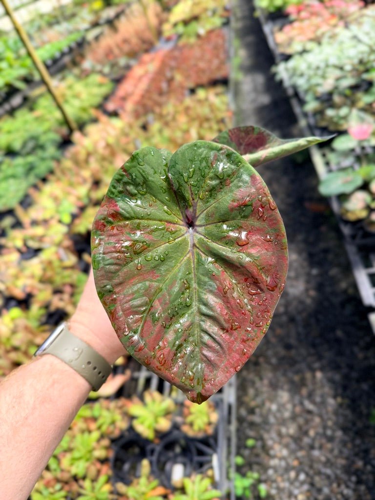 Handpicked 43 - Caladium Bicolor NOID | Uprooted