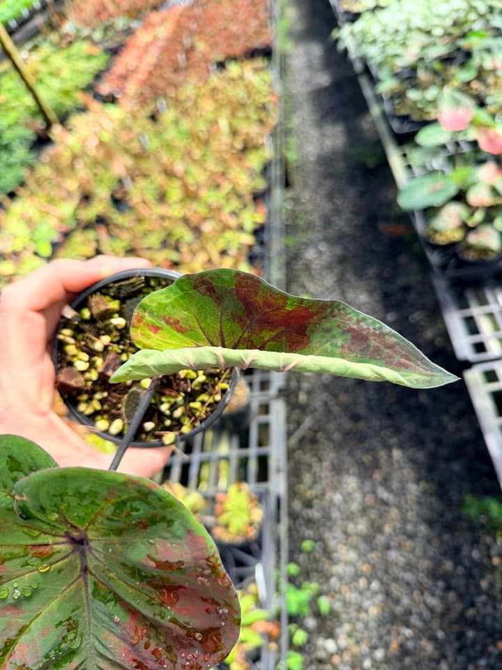 Handpicked 43 - Caladium Bicolor NOID | Uprooted