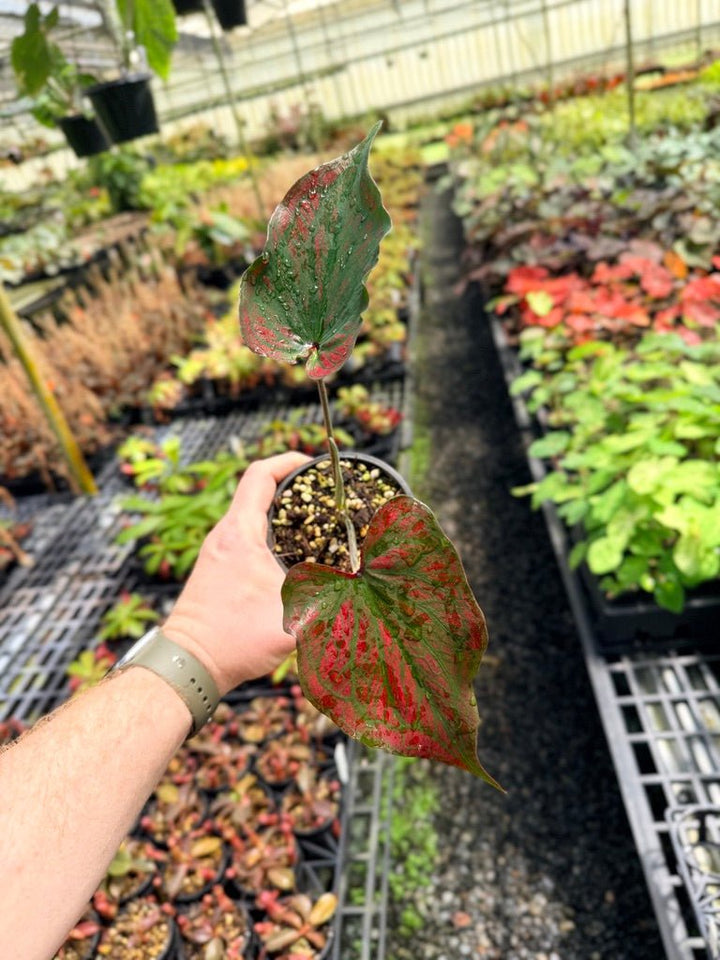Handpicked 48 - Caladium Bicolor NOID | Uprooted