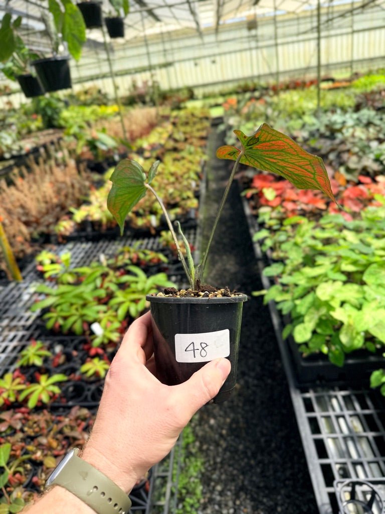 Handpicked 48 - Caladium Bicolor NOID | Uprooted