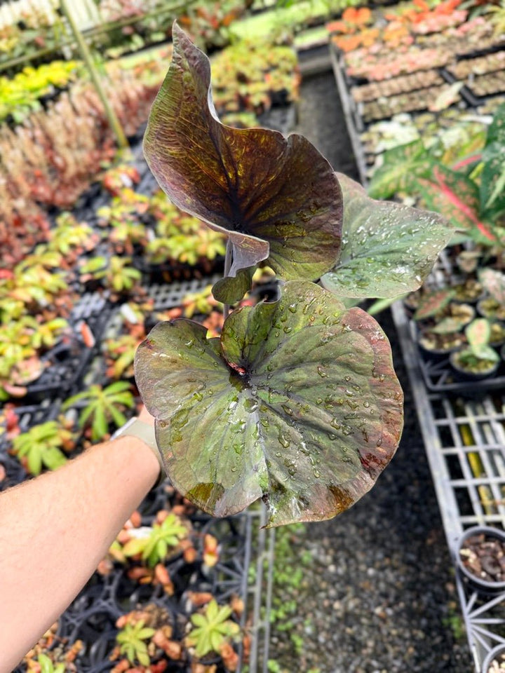 Handpicked 55 - Caladium Bicolor NOID | Uprooted