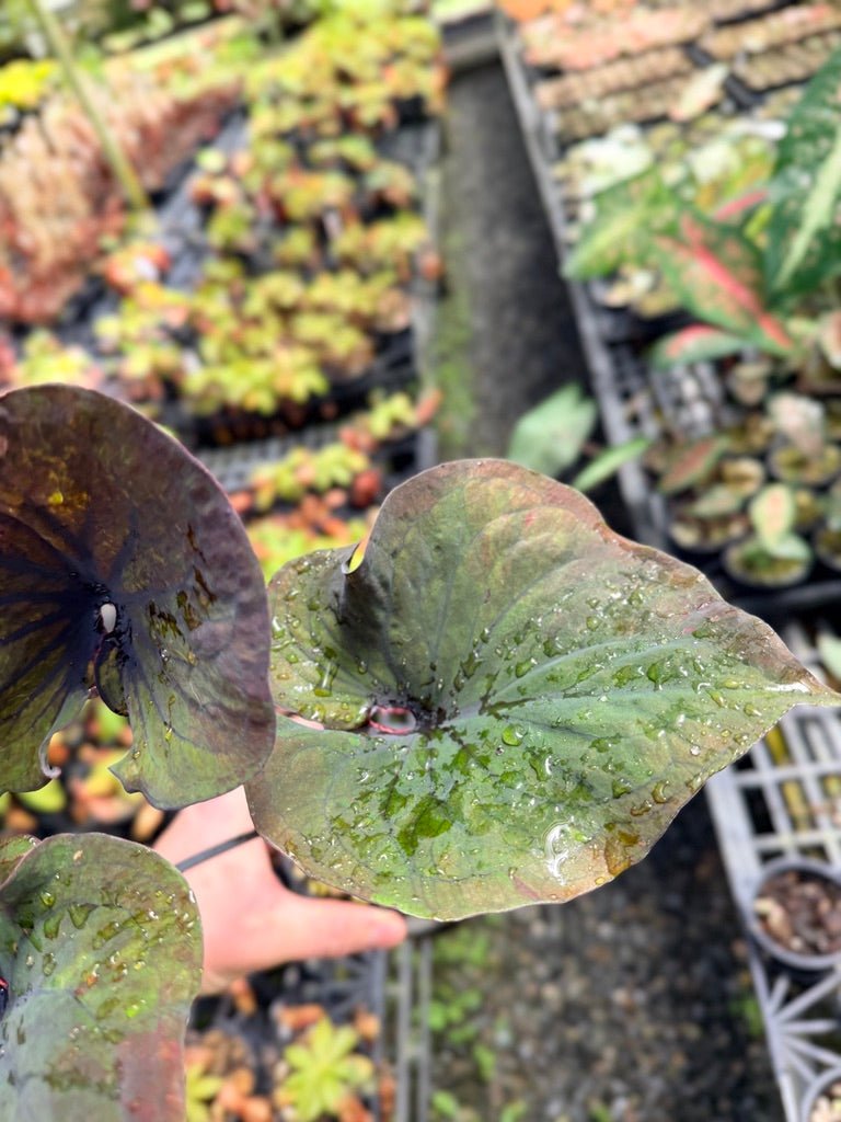 Handpicked 55 - Caladium Bicolor NOID | Uprooted