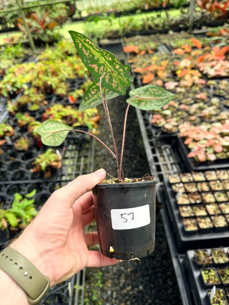 Handpicked 57 - Caladium Bicolor NOID | Uprooted