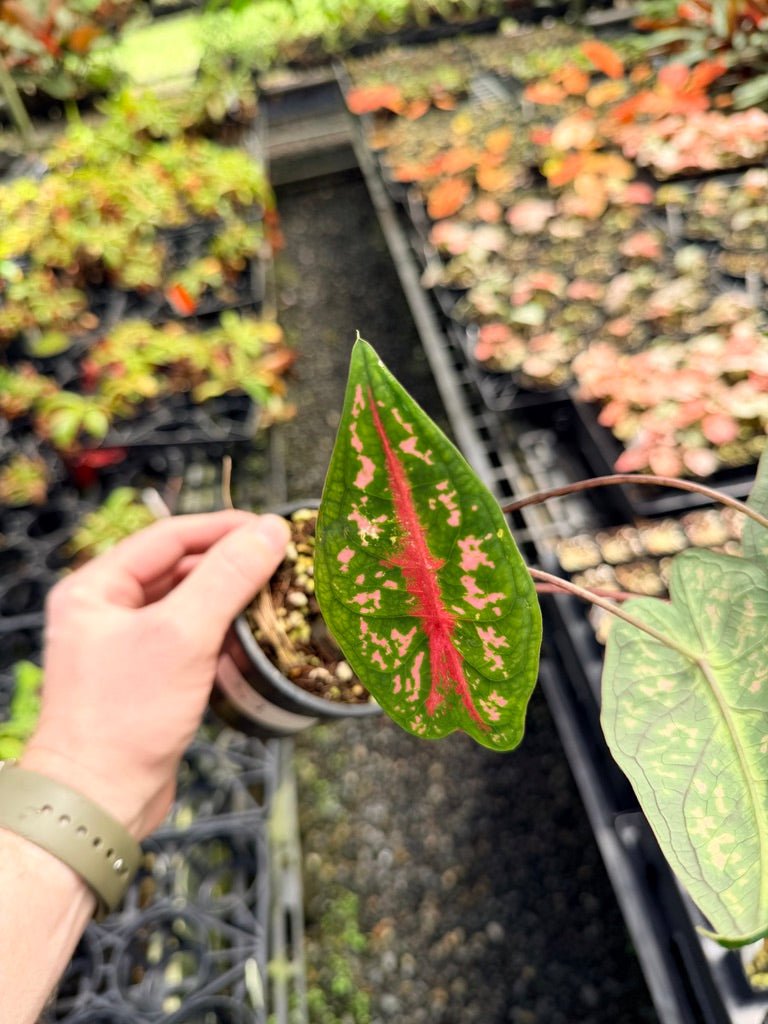 Handpicked 57 - Caladium Bicolor NOID | Uprooted