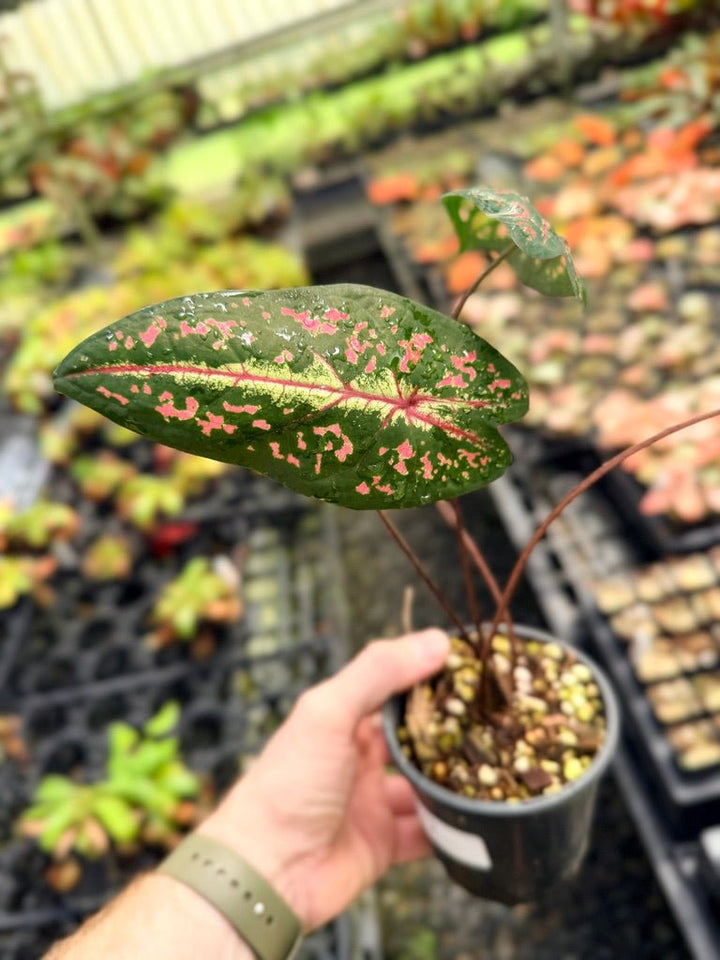Handpicked 57 - Caladium Bicolor NOID | Uprooted