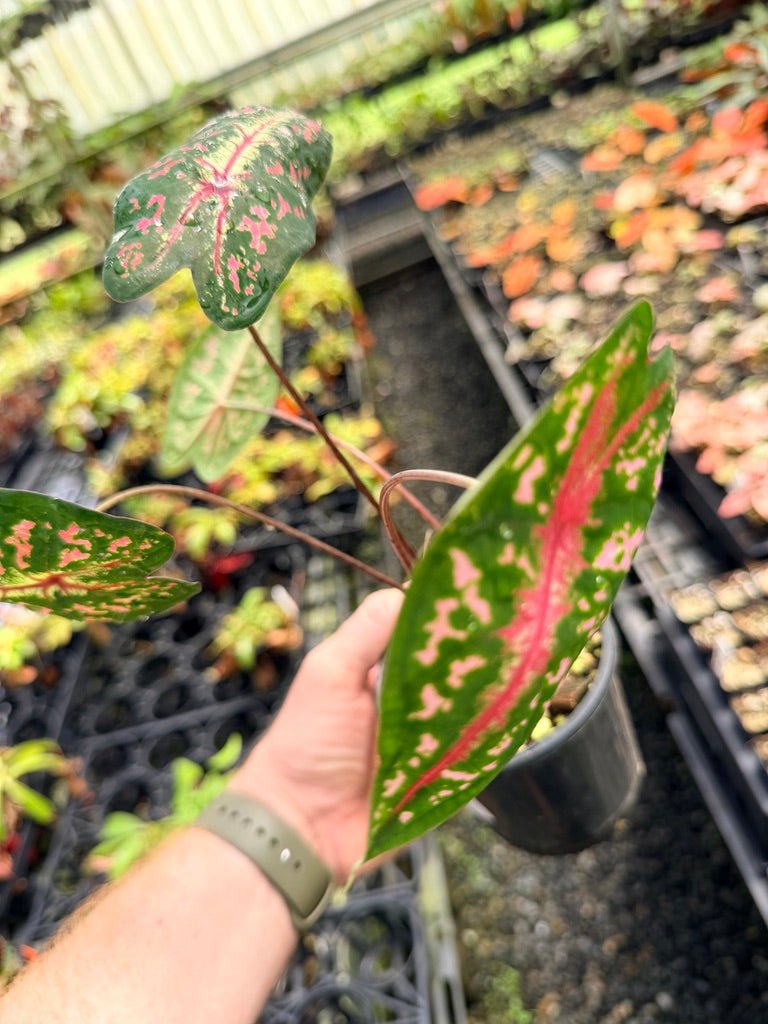 Handpicked 57 - Caladium Bicolor NOID | Uprooted