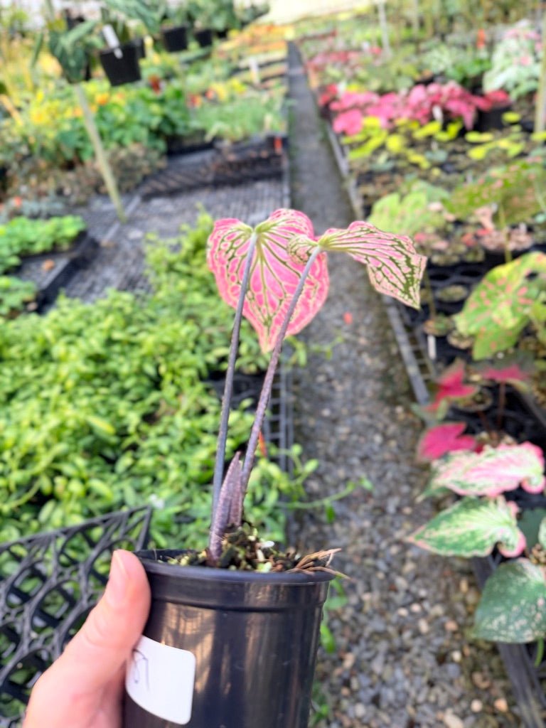 Handpicked 81 - Caladium Bicolor - Thai Beauty | Uprooted