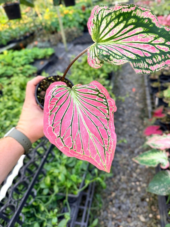 Handpicked 82 - Caladium Bicolor - Thai Beauty | Uprooted