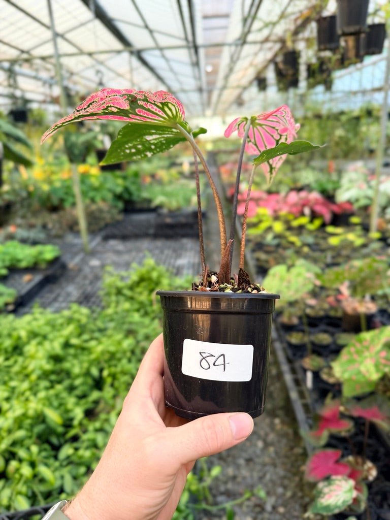 Handpicked 84 - Caladium Bicolor - Thai Beauty | Uprooted