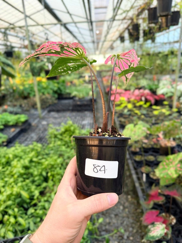 Handpicked 84 - Caladium Bicolor - Thai Beauty | Uprooted