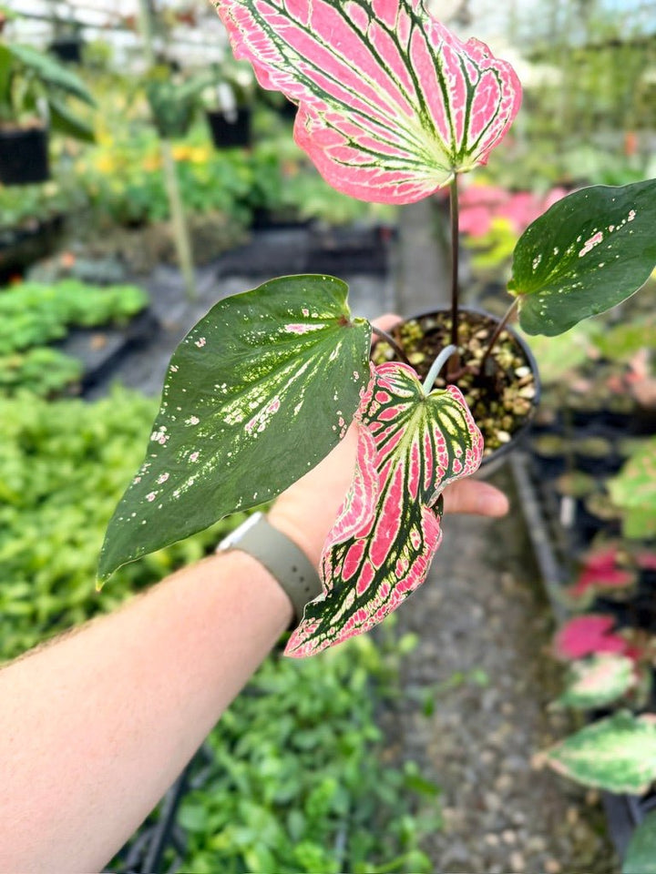 Handpicked 84 - Caladium Bicolor - Thai Beauty | Uprooted