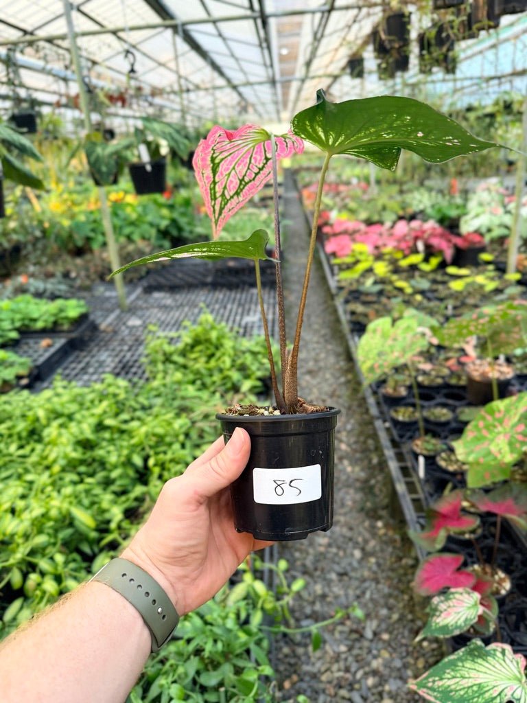 Handpicked 85 - Caladium Bicolor - Thai Beauty | Uprooted