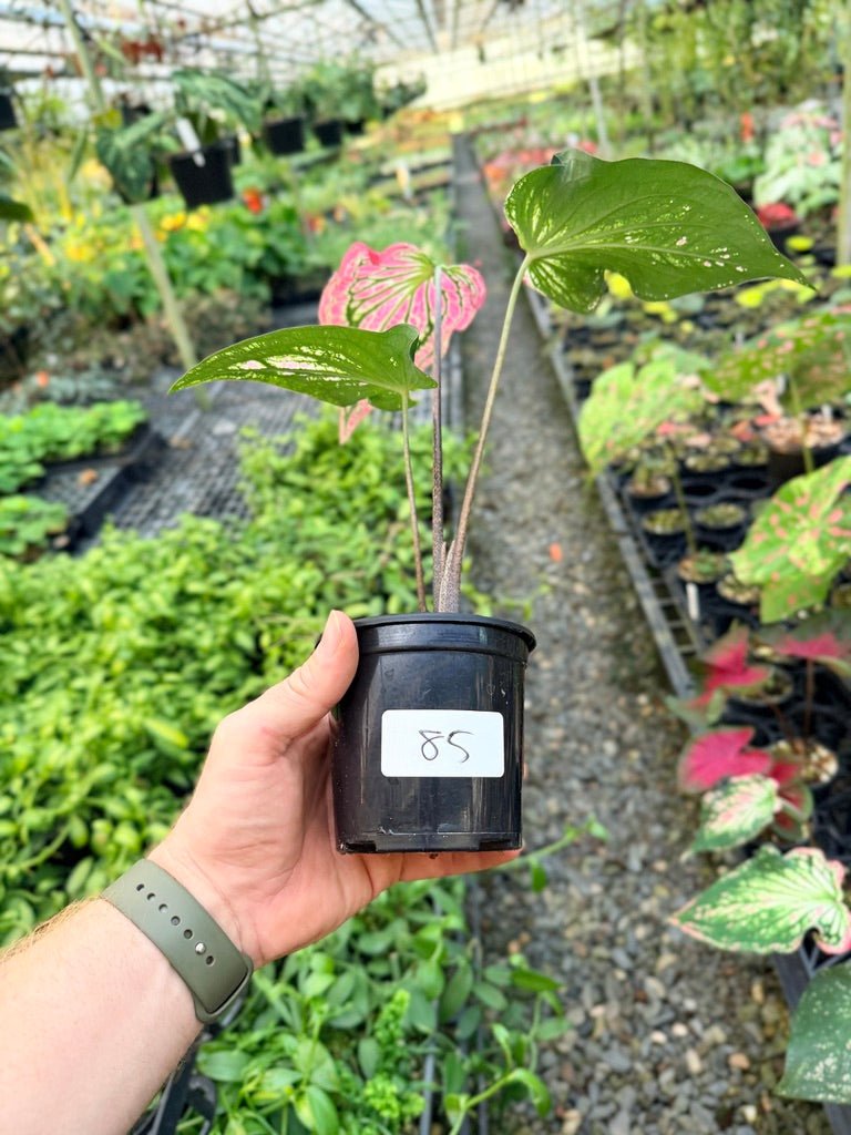 Handpicked 85 - Caladium Bicolor - Thai Beauty | Uprooted