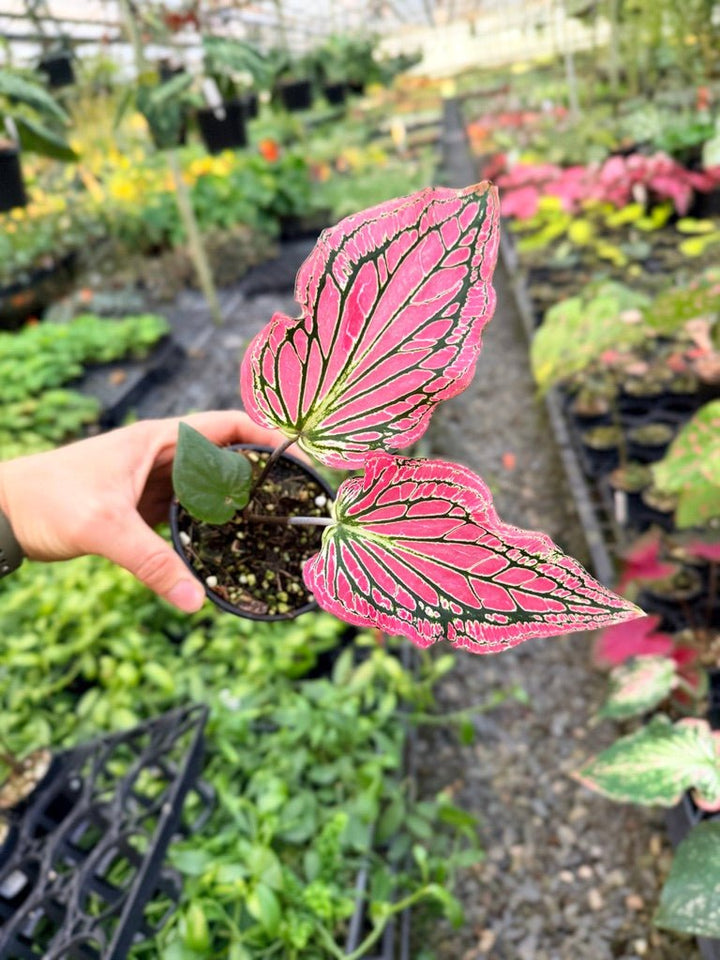 Handpicked 86 - Caladium Bicolor - Thai Beauty | Uprooted