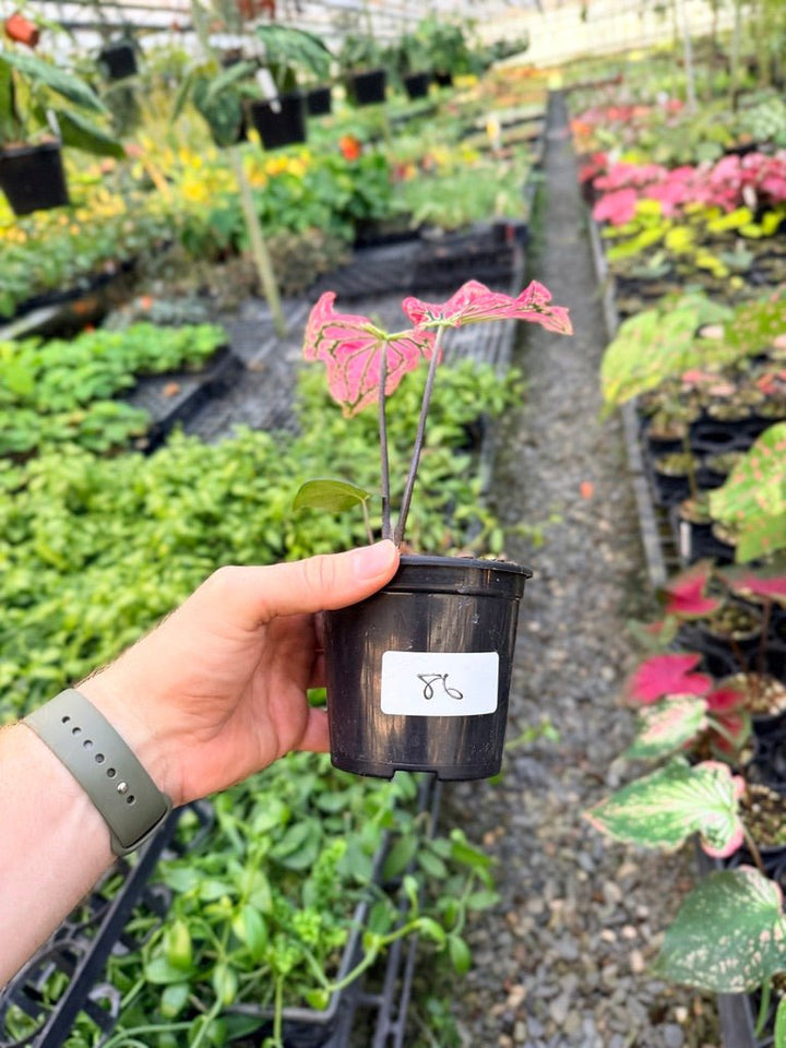 Handpicked 86 - Caladium Bicolor - Thai Beauty | Uprooted