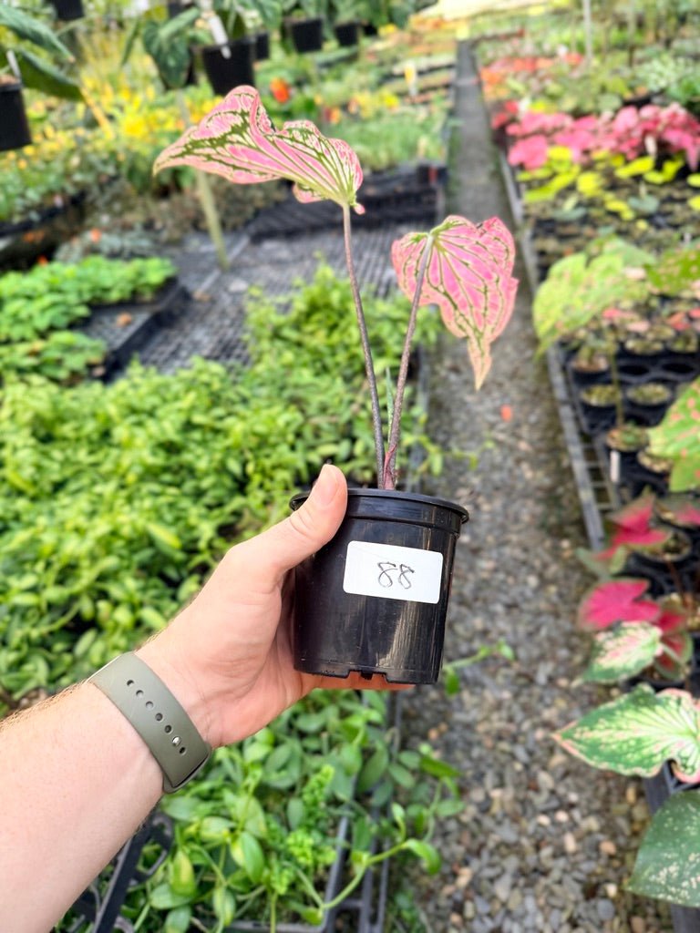 Handpicked 88 - Caladium Bicolor - Thai Beauty | Uprooted