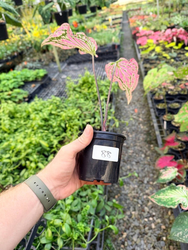 Handpicked 88 - Caladium Bicolor - Thai Beauty | Uprooted
