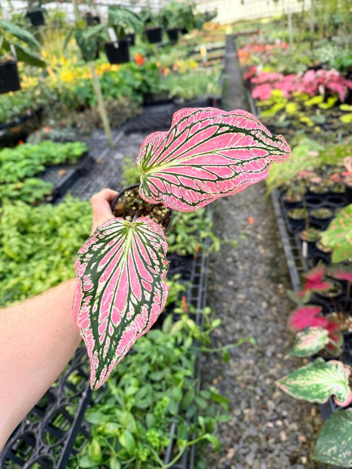 Handpicked 88 - Caladium Bicolor - Thai Beauty | Uprooted