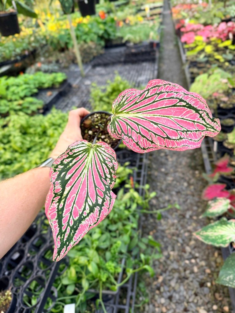 Handpicked 88 - Caladium Bicolor - Thai Beauty | Uprooted