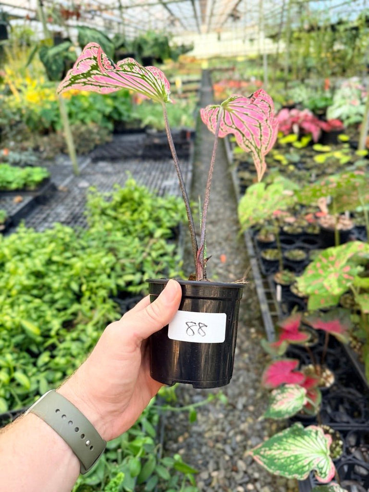 Handpicked 88 - Caladium Bicolor - Thai Beauty | Uprooted