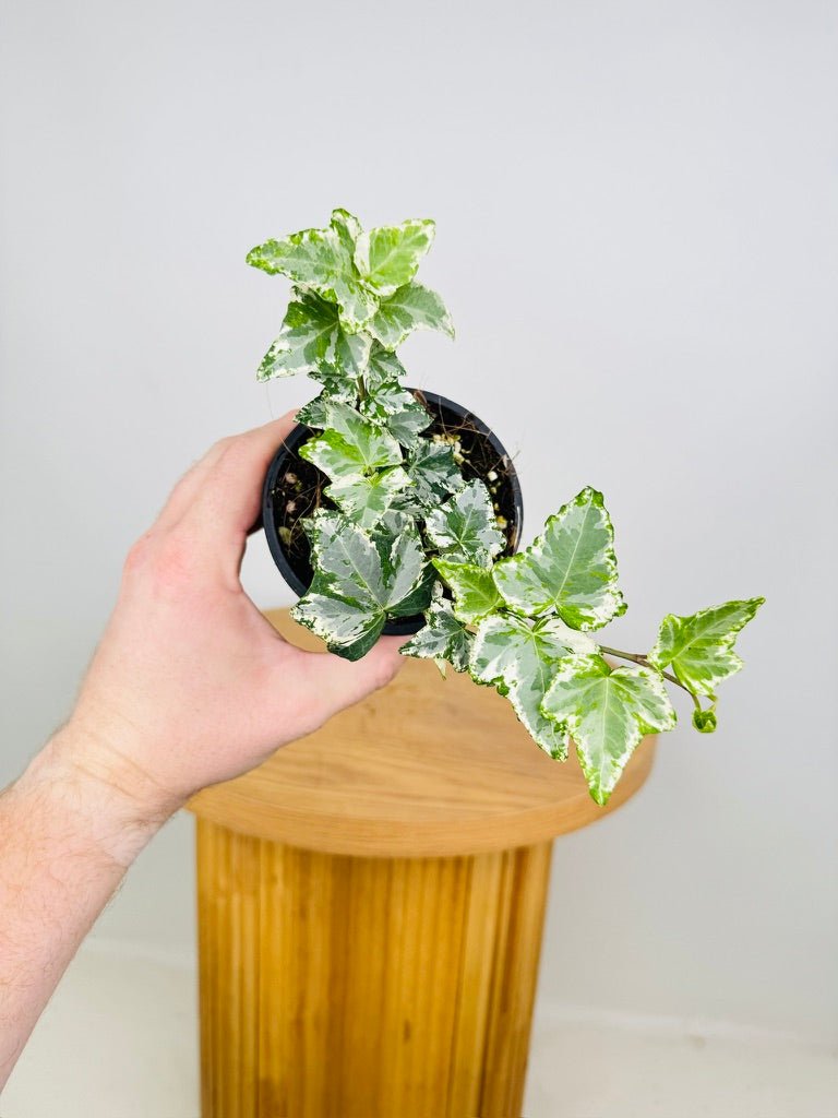 Hedera Helix Camouflage | Uprooted