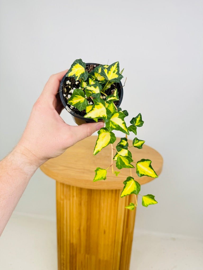 Hedera Goldheart | Uprooted