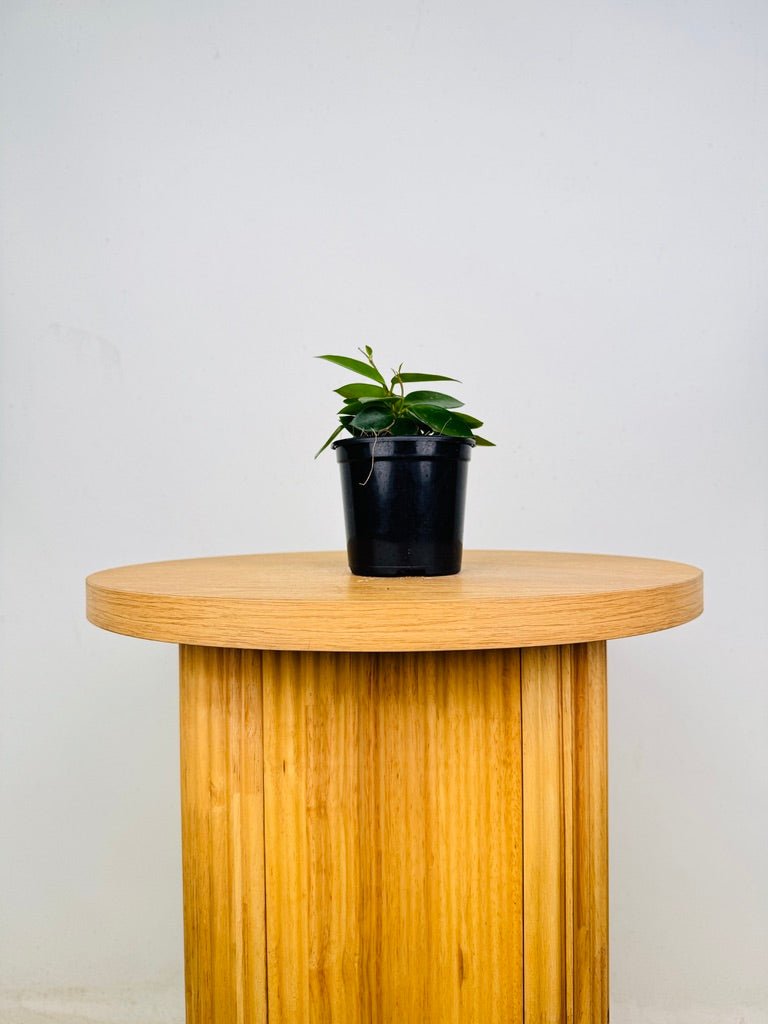 Hoya Carnosa X Serpens - Chouke | Uprooted