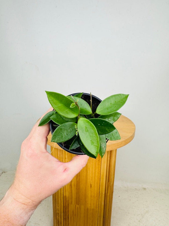 Hoya Carnosa X Serpens - Chouke | Uprooted